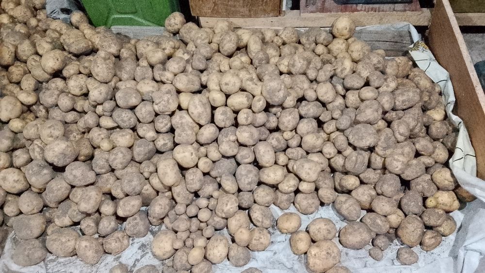 Продам картофель