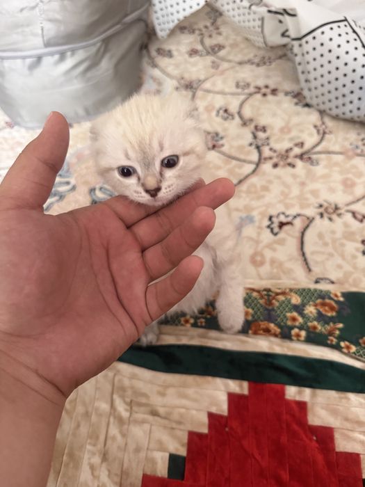 Шотланский Вислоухи сатылады