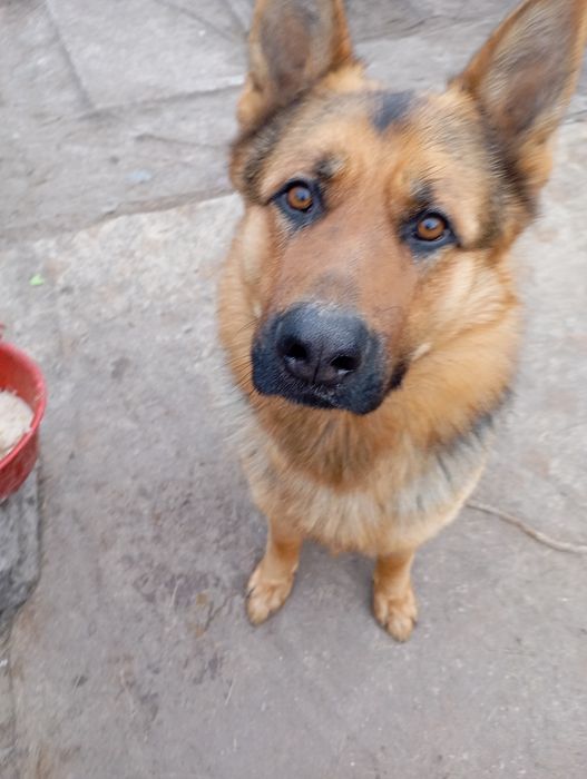 Животные вязка собак