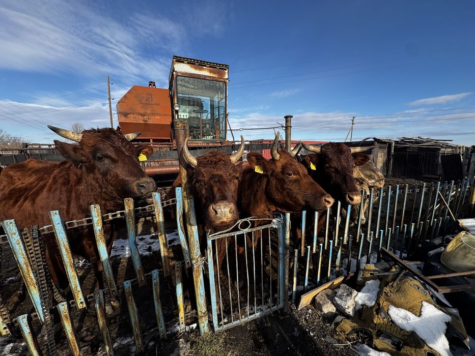 Сдам мясо говядина