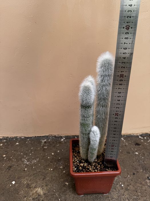 Кактус Cleistocactus strausii