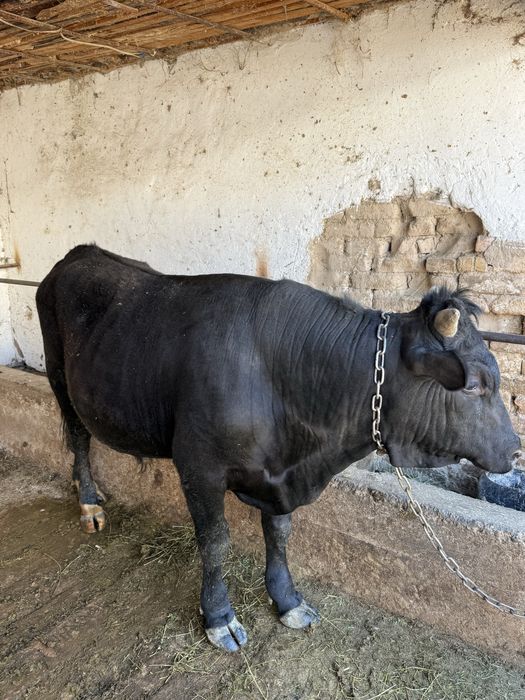 Бык бұқа байлауда тұр