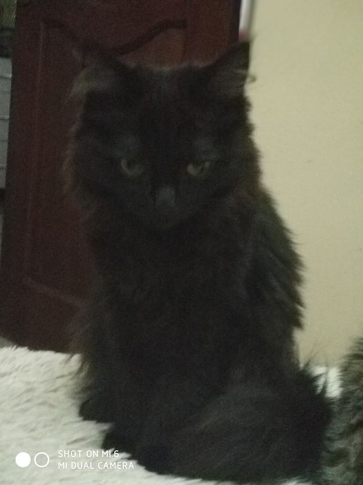 Котята симпатяги в добрые руки