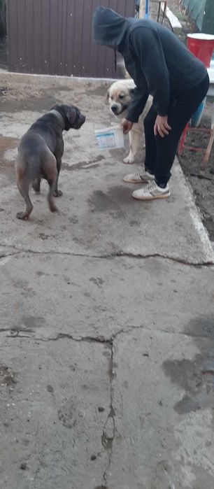 Donez Ciobanesc Carpatin