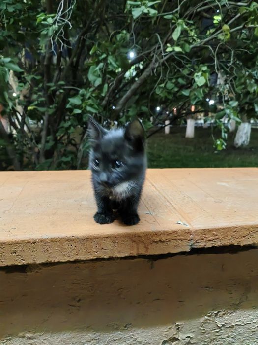 Маленький котенок