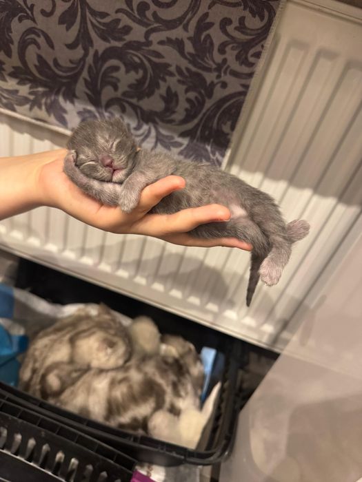 Шотландский вислоухий котенок девочка