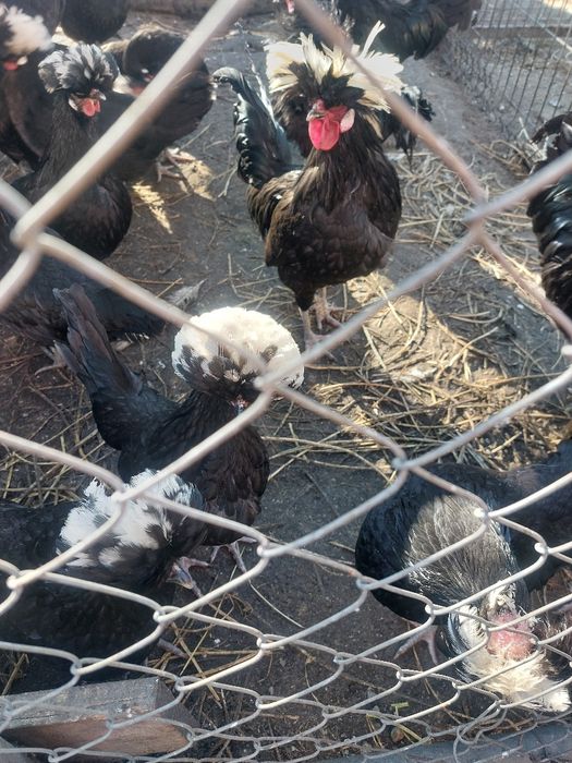 Perechi motate olandeze 150