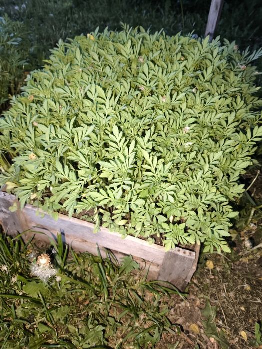 Срочно продам рассаду бархатцев