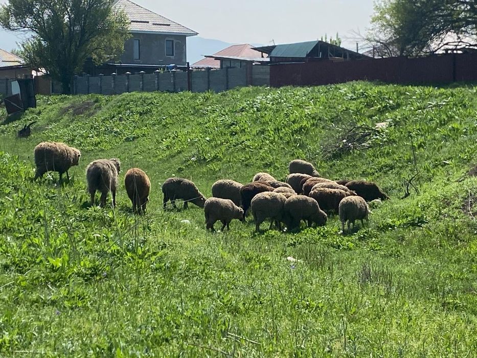 Тоқтылар сатылады