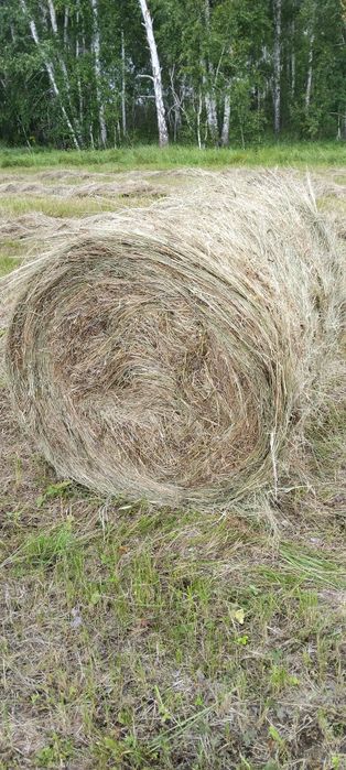 Продам сено рулоны