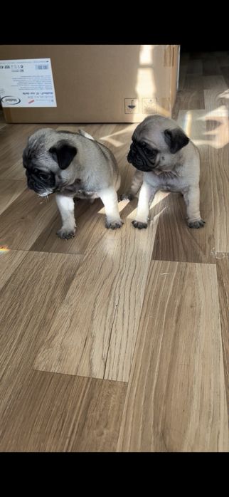 Бебета мопс mops