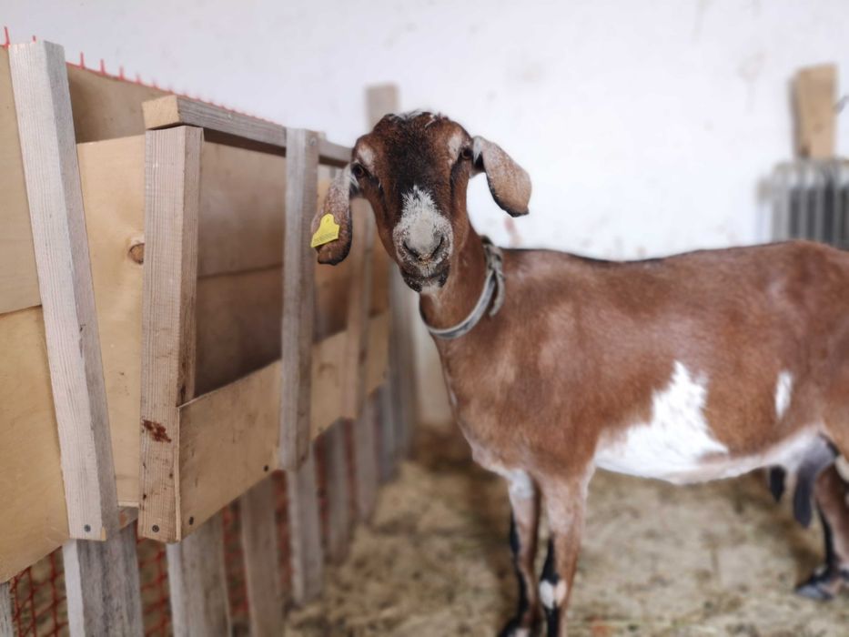 Продам дойных коз| Обучение в подарок| Сауын ешкілер табынын сатамын