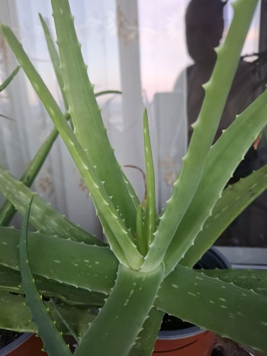Aloe Vera medicinală