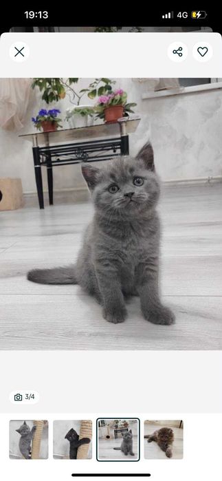 Котенок скоттиш страйт