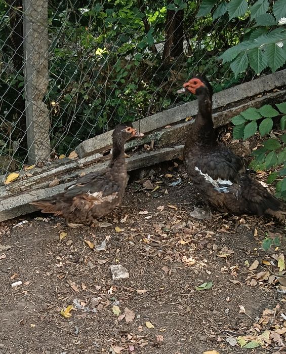 Rata leșească ciocolatie+bălțată+ rățoi negru