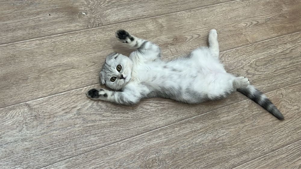 котенок скотиш фолд