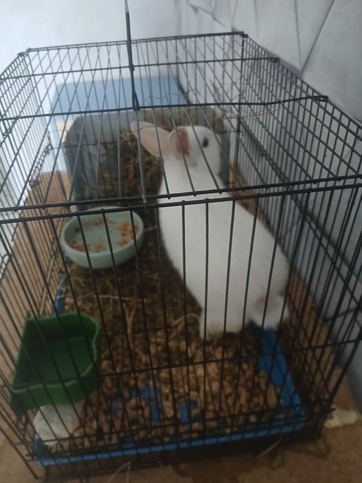 Продам кролика декаративного