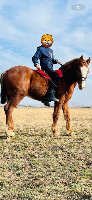 Россия абакан тай сатылады