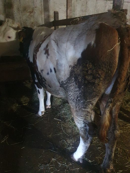 Vând vacă gestantă