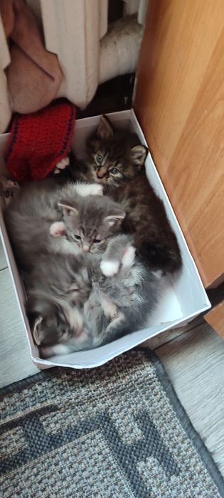 Отдам лучших котят
