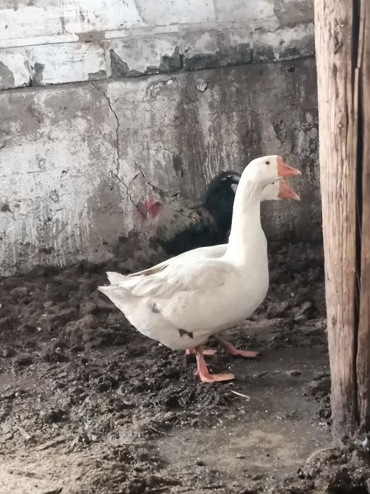 Продам гусей 8 месячные