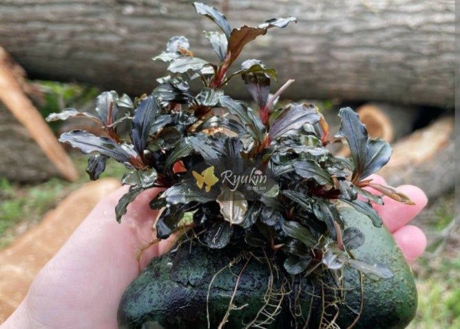 Растения для аквариума