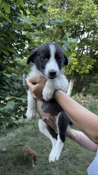 Catelusi pentru adoptie.