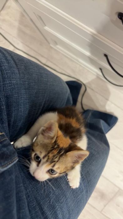 Котенце на два месеца. Момиче.