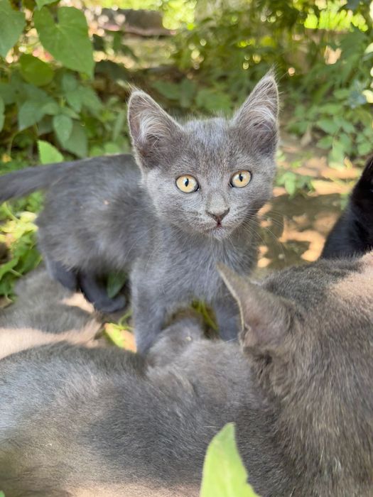 Милые, игривые котята!