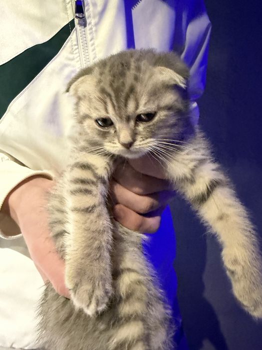 Продается кошка и котенок