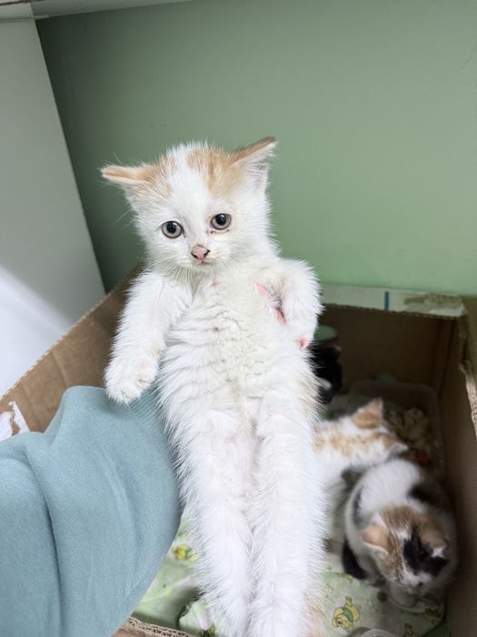 Отдам котят в добрые руки .