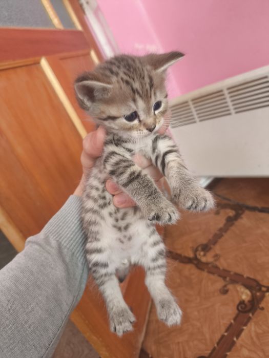 мысык балдары бар