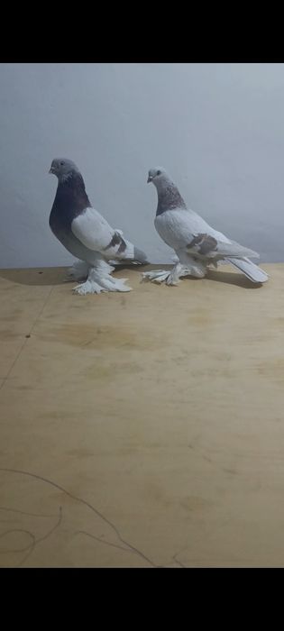 Голубей гребля, тяга