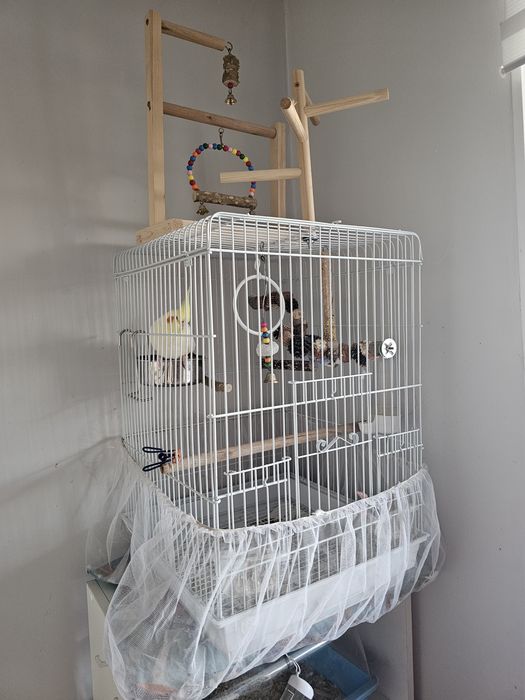 Пара ручных попугаев