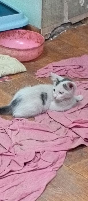 Отдам домашних котят
