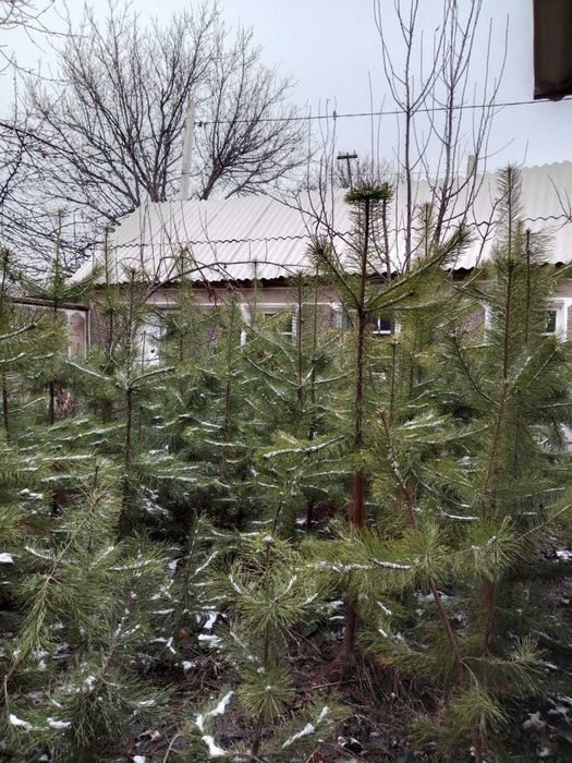 Саженцы сосна 2м  с комом