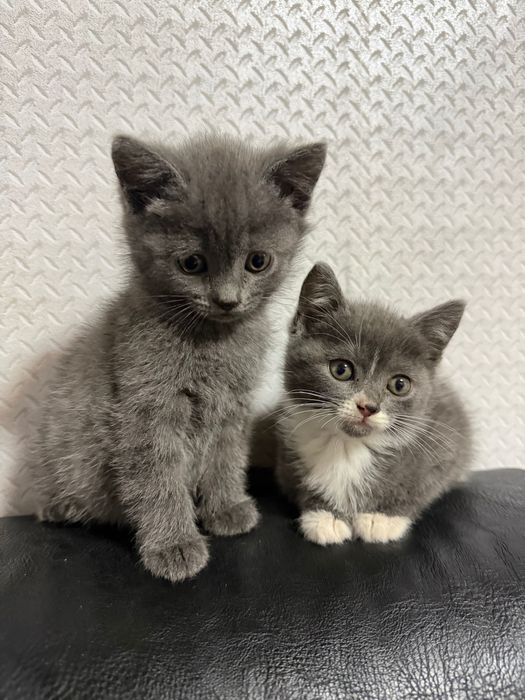 Две женски котенца Британска късокосместа котка