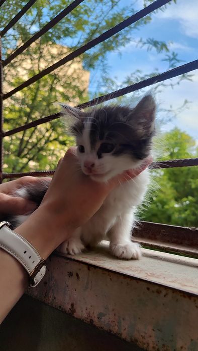Котятки ребятки в добрый дом, в добрые ручки!!!