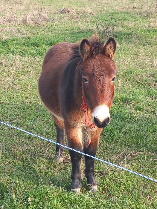Vând pui de catar de 1 an