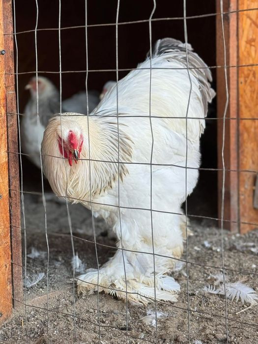 Brahma portelan bobat hd hda columbia