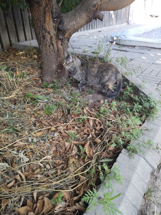 Кошечка . Отдадим в добрые руки