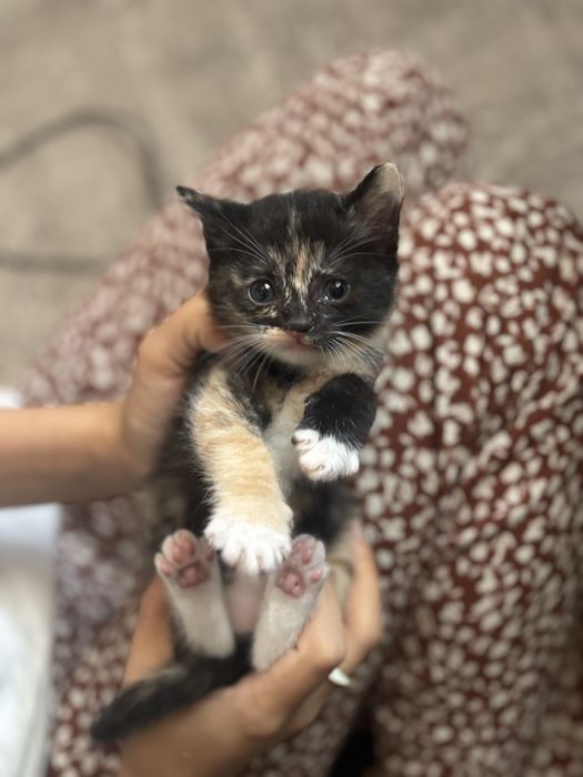котенок ищет новый дом