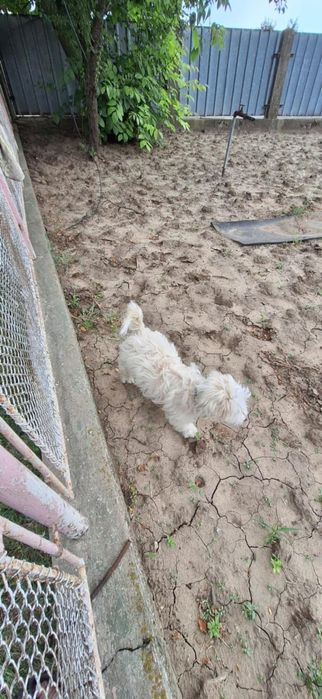 Oferta Bichon Maltez, baiat, la un pret modest