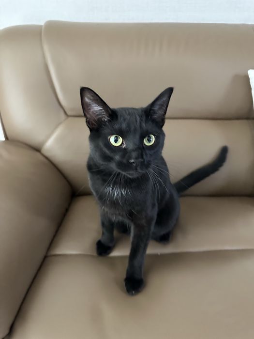 Подарявам мъжка котка