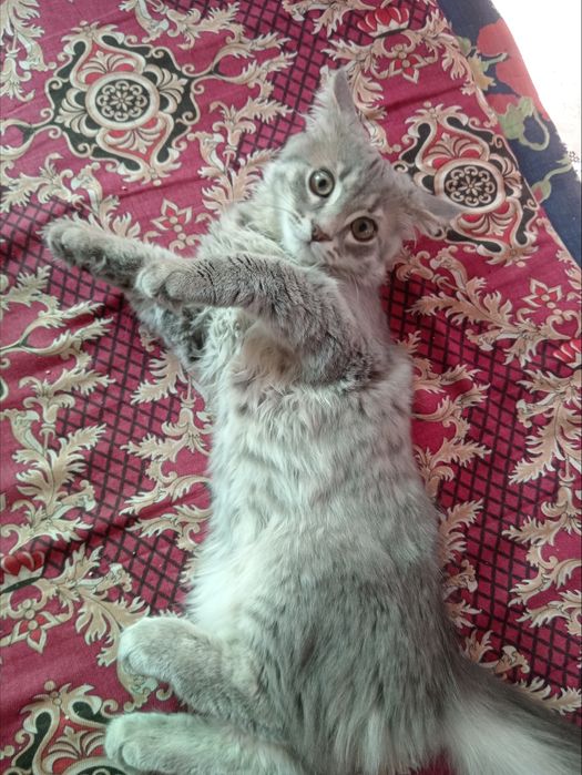 Отдам  даром котика