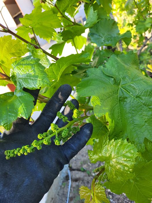 Виноград черенки