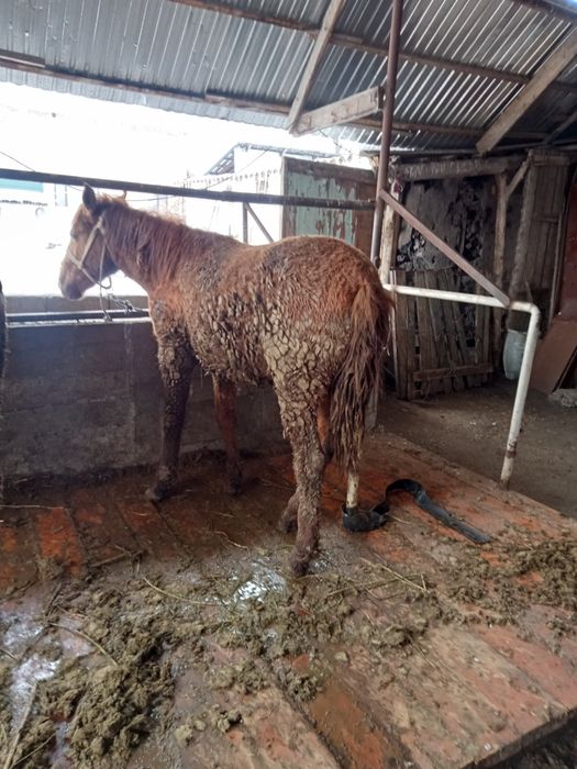 1,5 жас еркек 3 ай байланган семиз