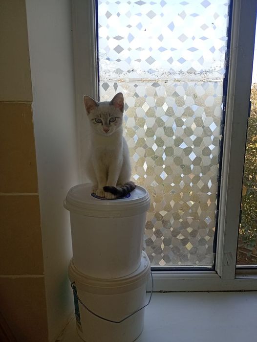 Мысык котенок 3 ай