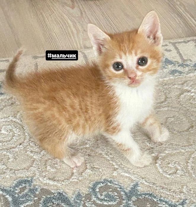 Отдам котят в добрые руки