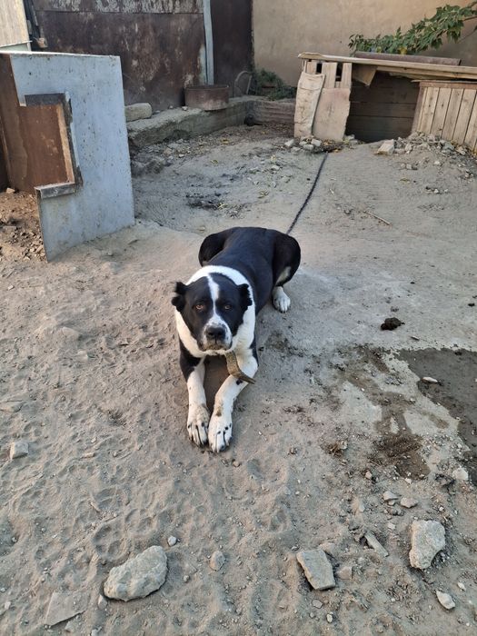 Алабай ұрғашы ит